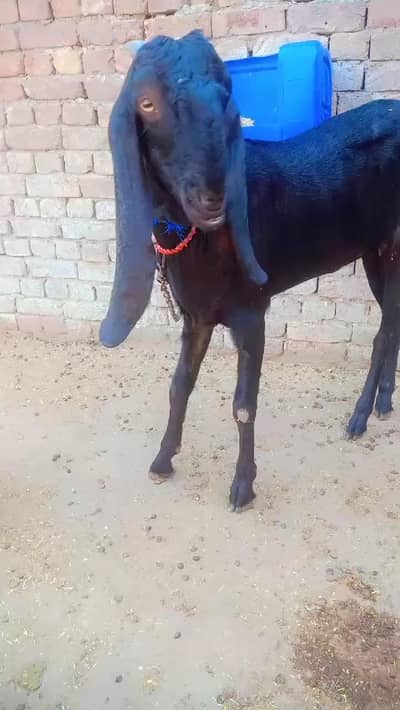 ambarsari beetal bakri path