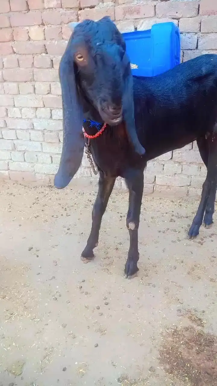ambarsari beetal bakri path