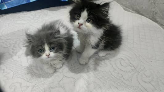 Persian kittens