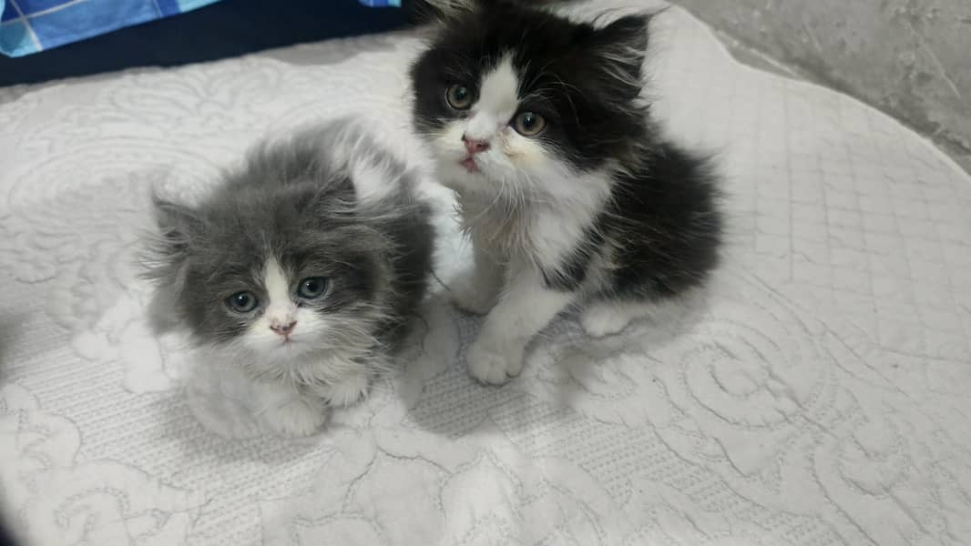 Persian kittens 0