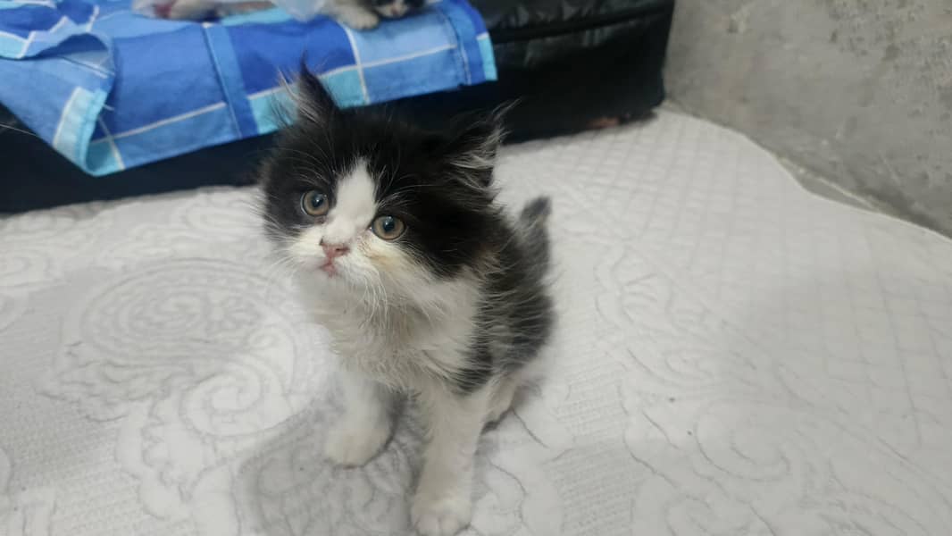 Persian kittens 1
