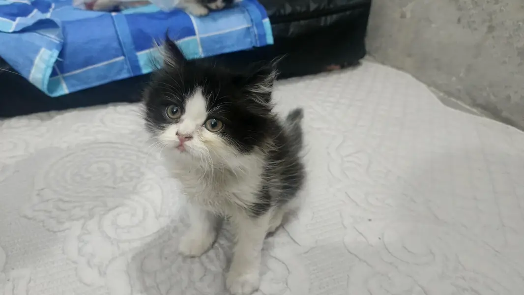Persian kittens — photo 2
