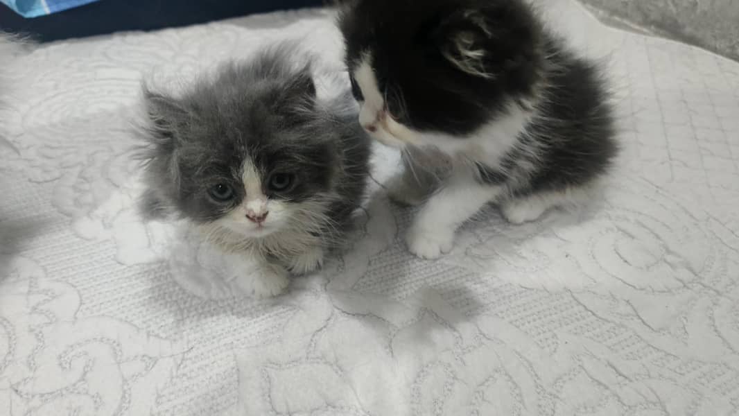 Persian kittens 2