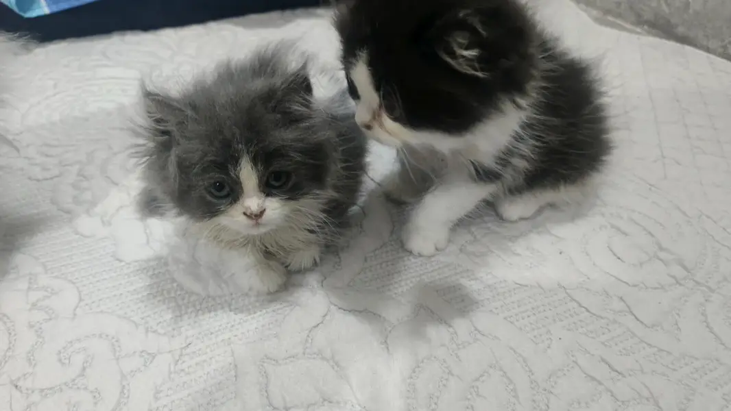 Persian kittens — photo 3