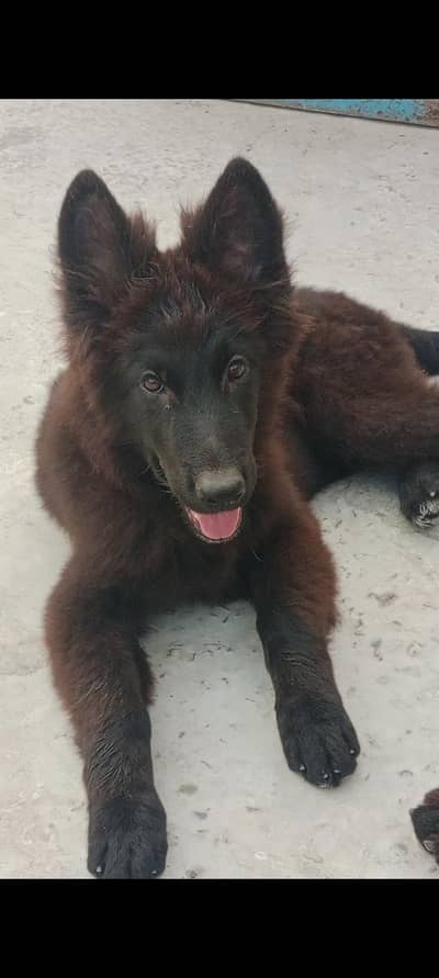 black german shephard puppy long coat