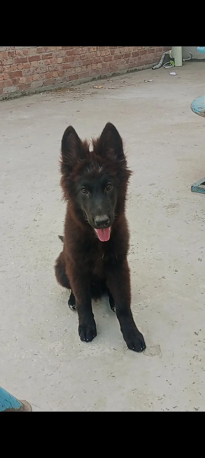 black german shephard puppy long coat — photo 2
