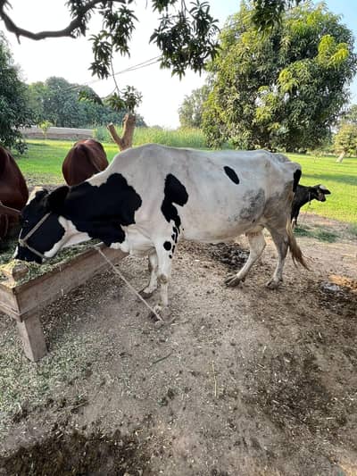 Friesen cross high quality cow