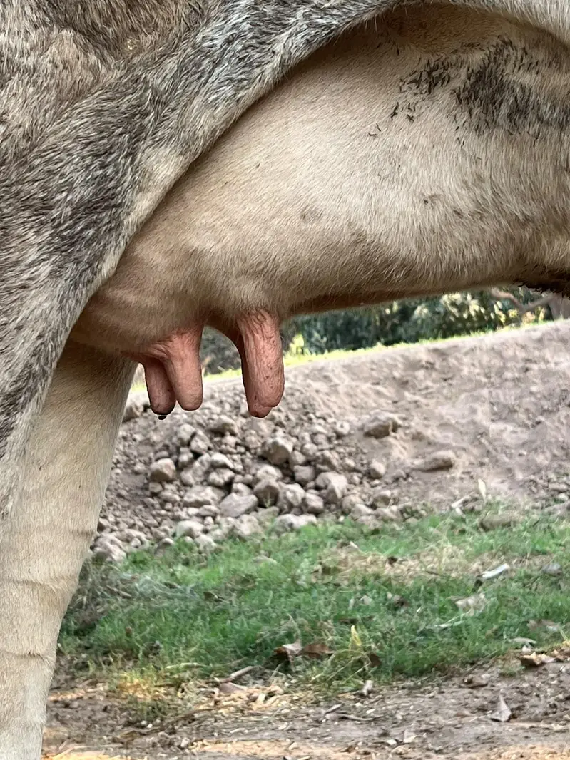 Friesen cross high quality cow — photo 2