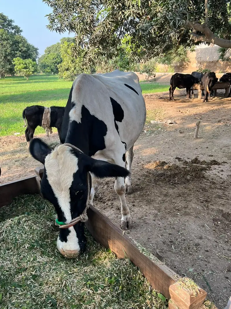 Friesen cross high quality cow — photo 3