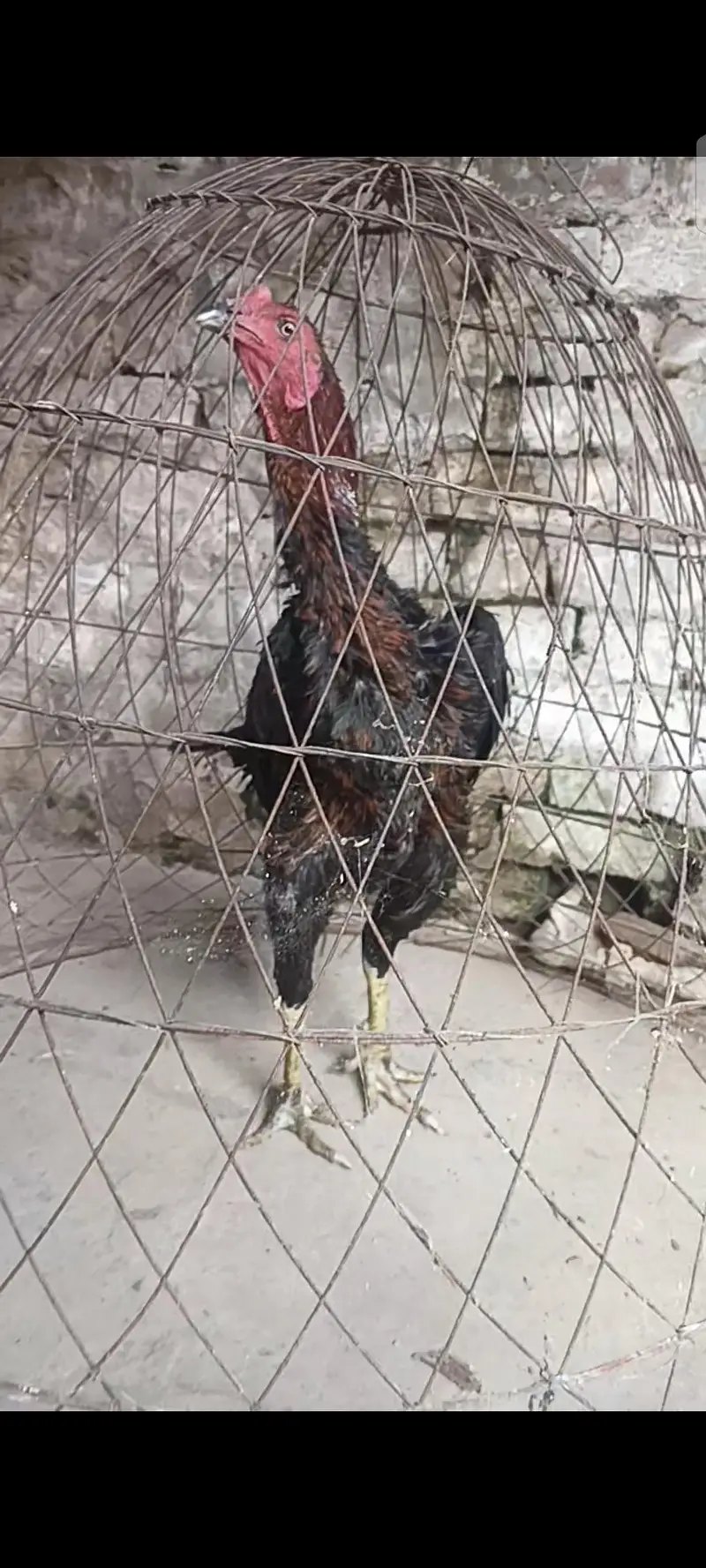 2 pathy hain pure Thai shoq wali chez hain ready for season — photo 3