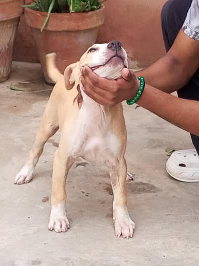 pitbull terrier female pup