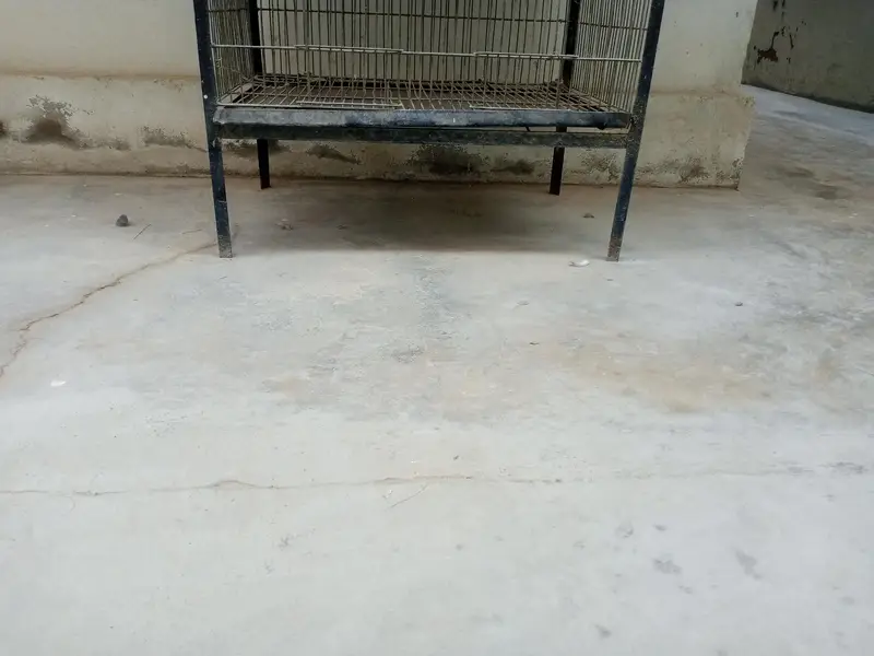 birds cage — photo 4