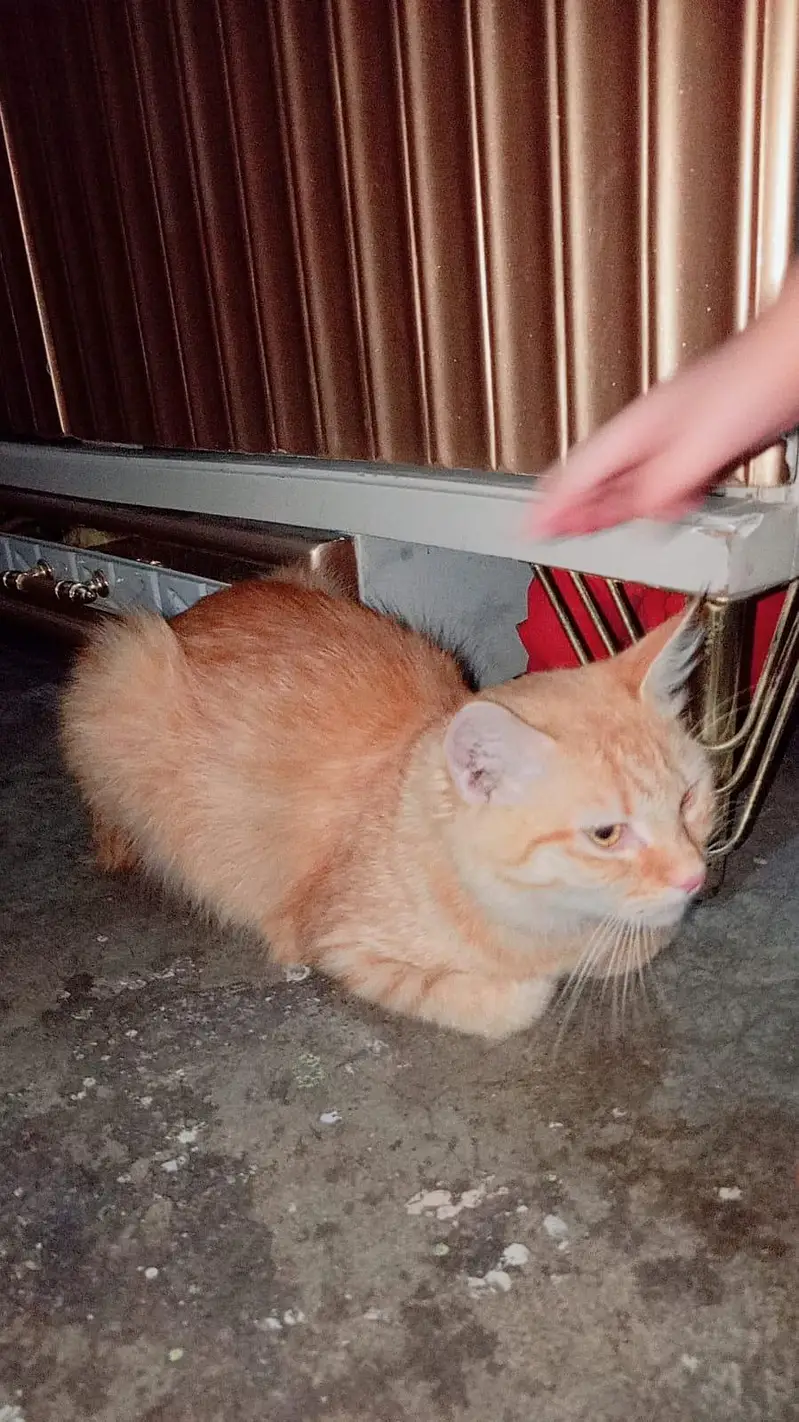 Urgent need h — photo 2
