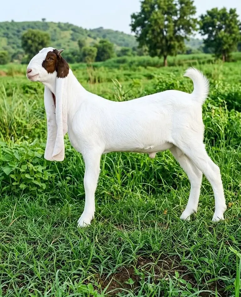 Kamhorii Male 8 Month