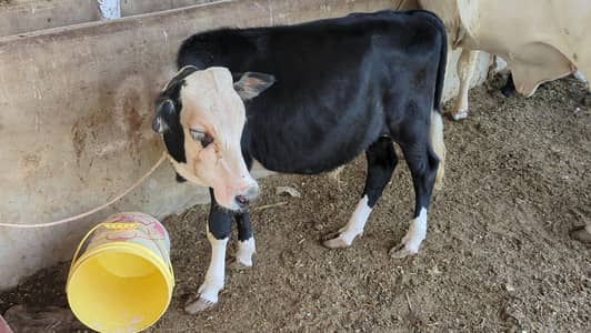 MASHALLAH ghena CODU zero size QURBANI 2027 PRINT WALA BACHRA