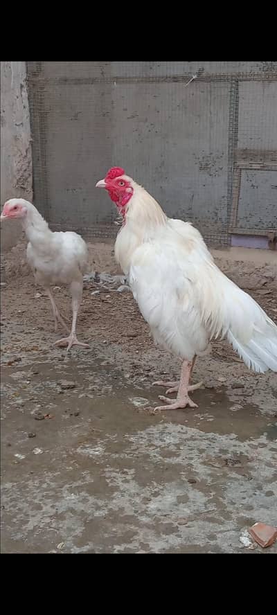 Heera Aseel Pair
