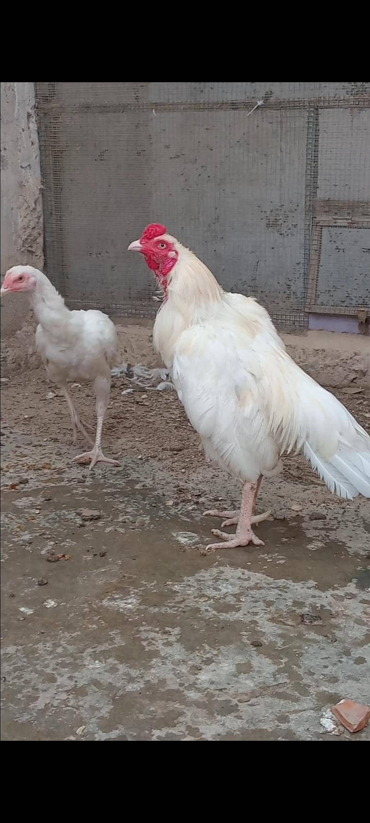 Heera Aseel Pair 0