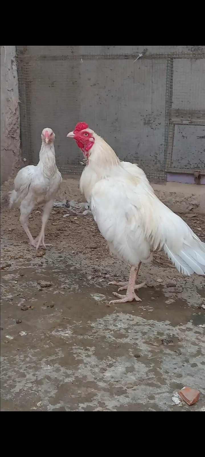Heera Aseel Pair — photo 2