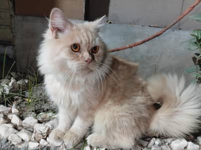 cute fllufy male