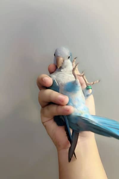Blue monk tame n Lory chicks