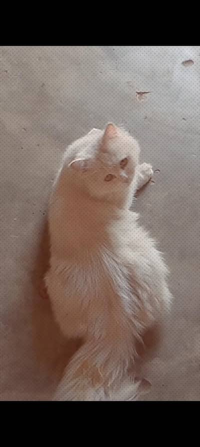white female cat one year old . Healthy and active.