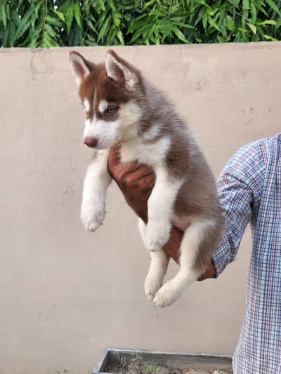 Siberian Huskies | KCP Pedigreed | Champion Lineage