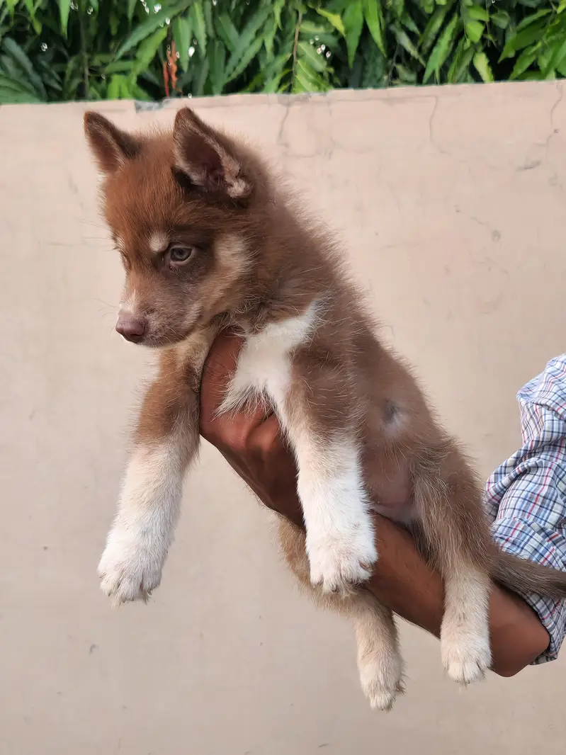 Siberian Huskies | KCP Pedigreed | Champion Lineage — photo 2