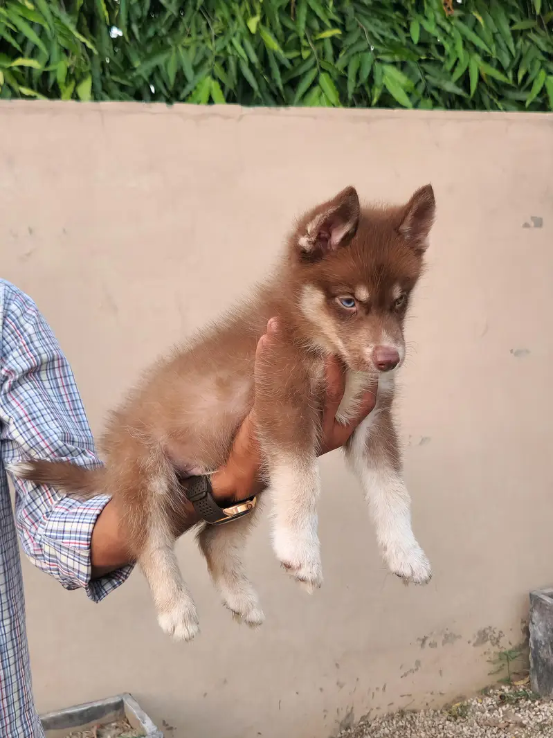 Siberian Huskies | KCP Pedigreed | Champion Lineage — photo 3