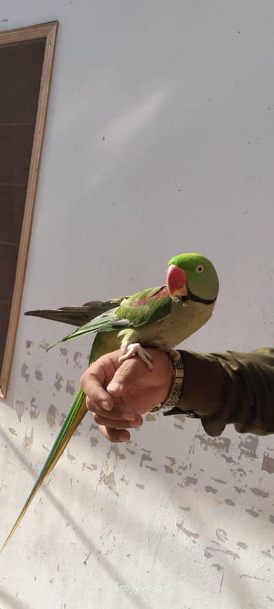 parrot