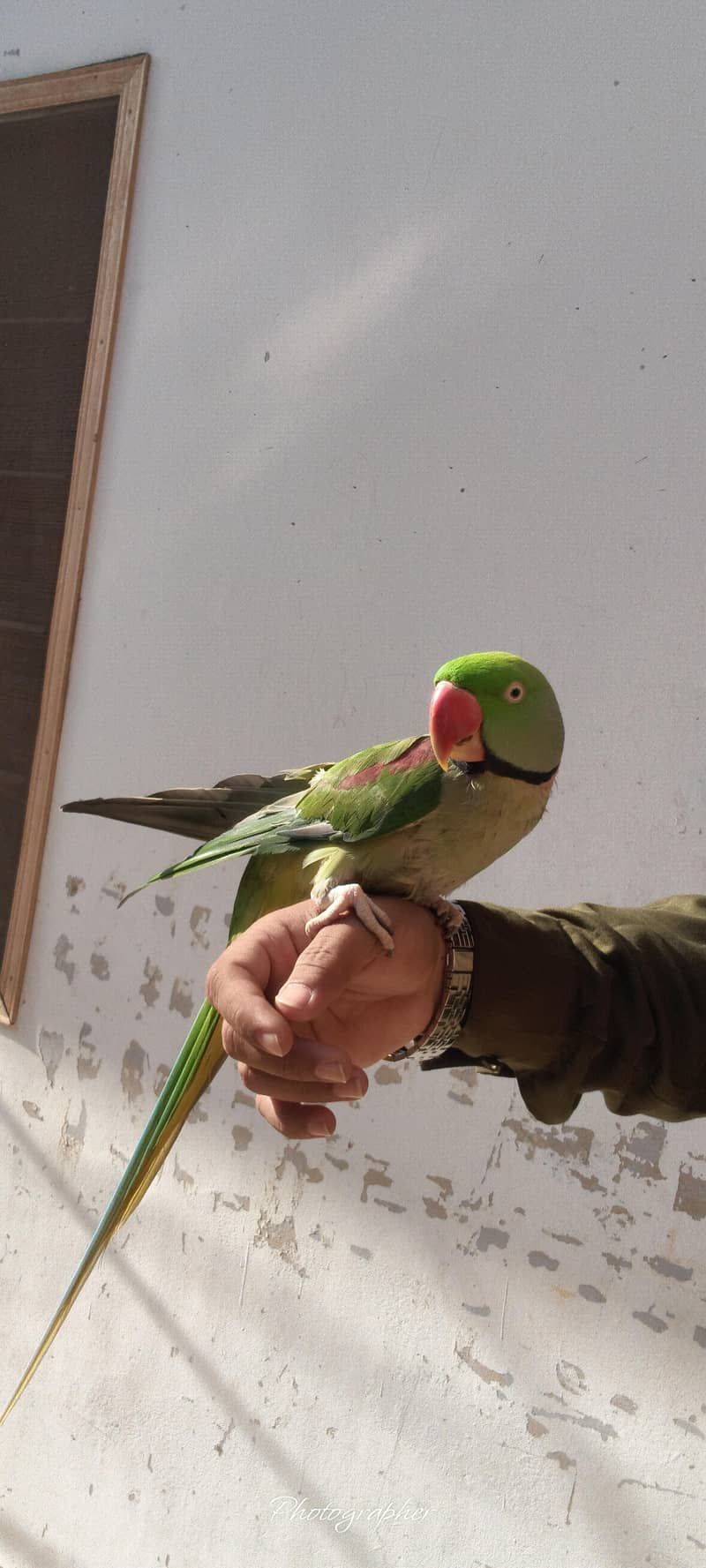 parrot 0