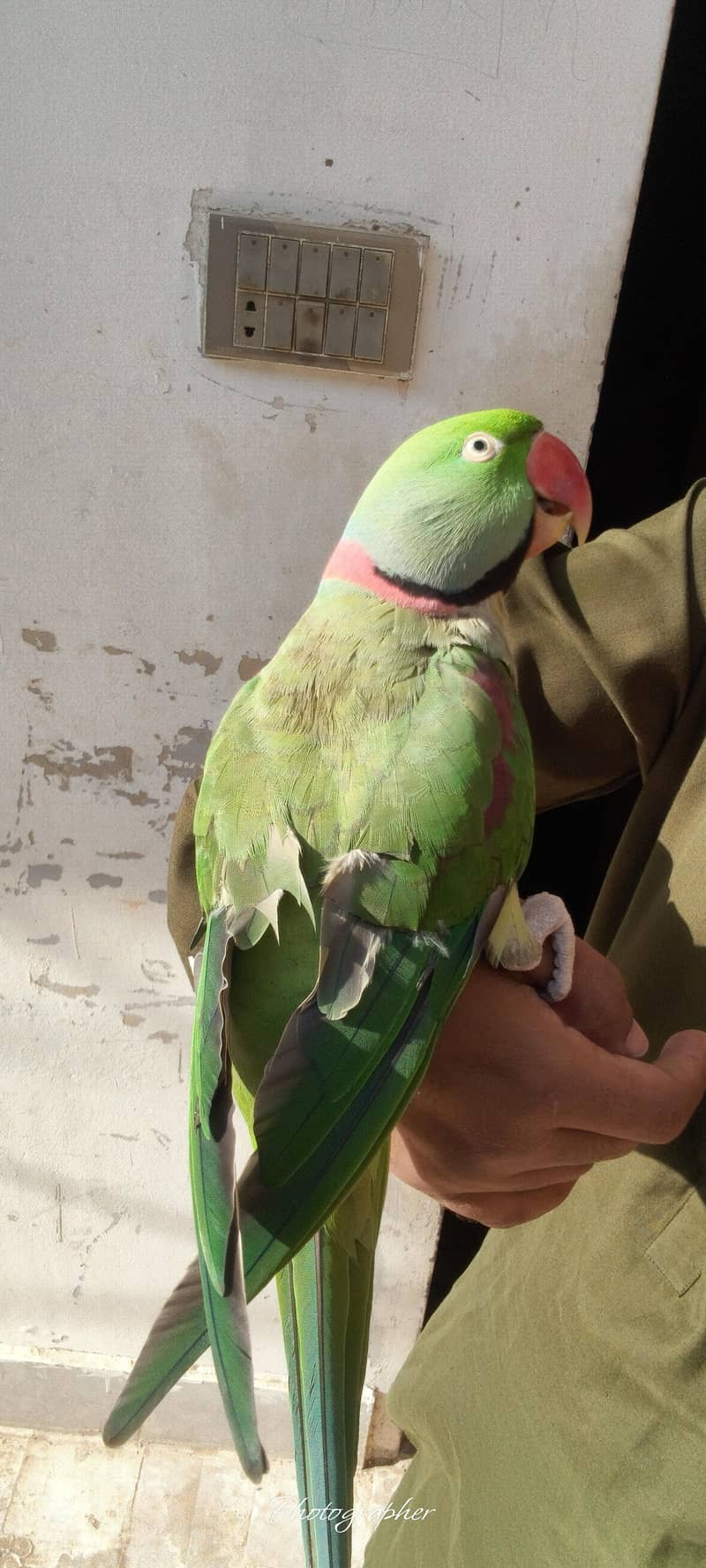 parrot 1