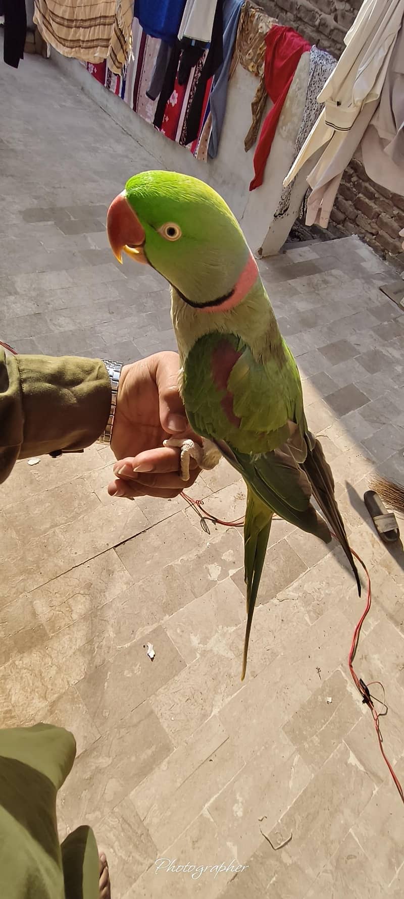 parrot 2