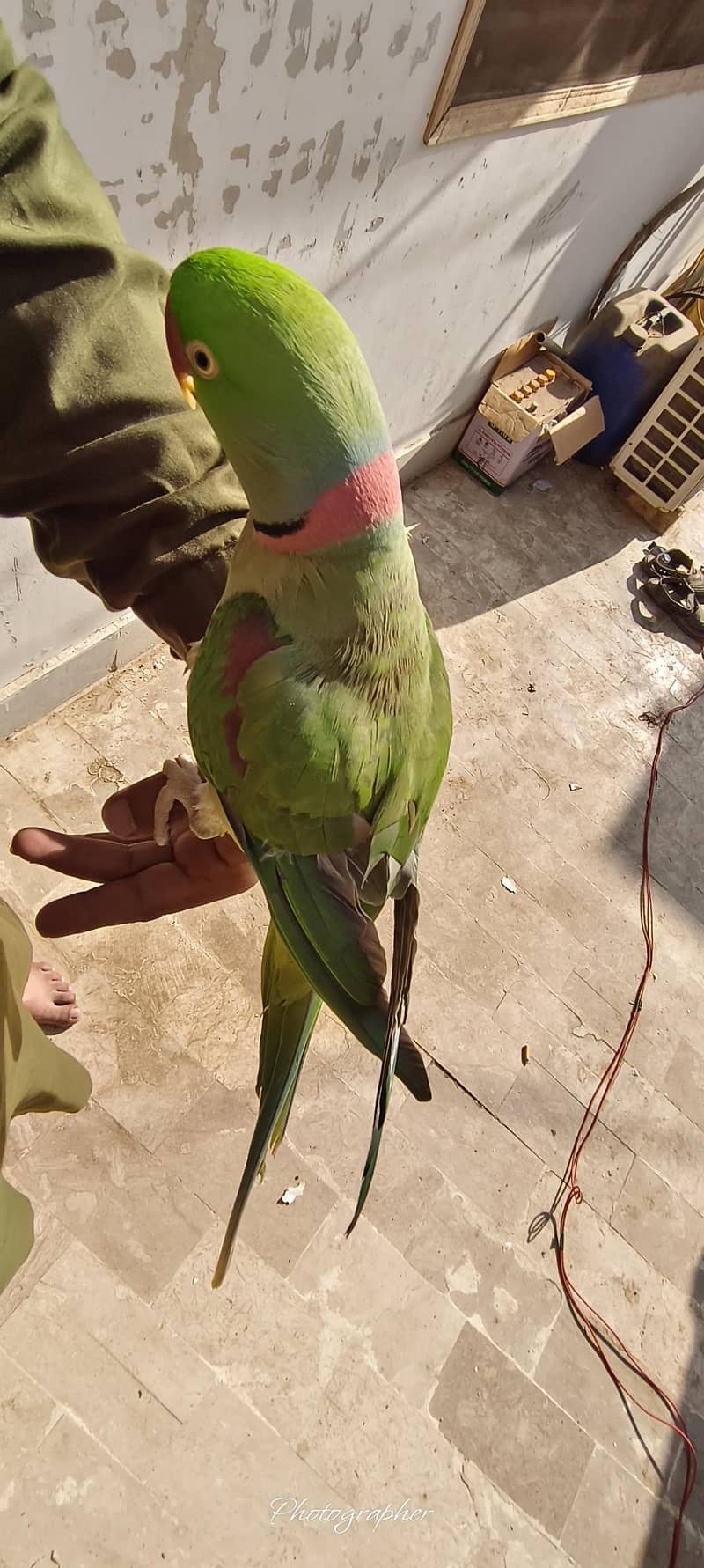 parrot 3
