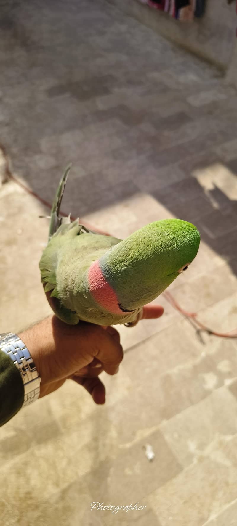 parrot 4