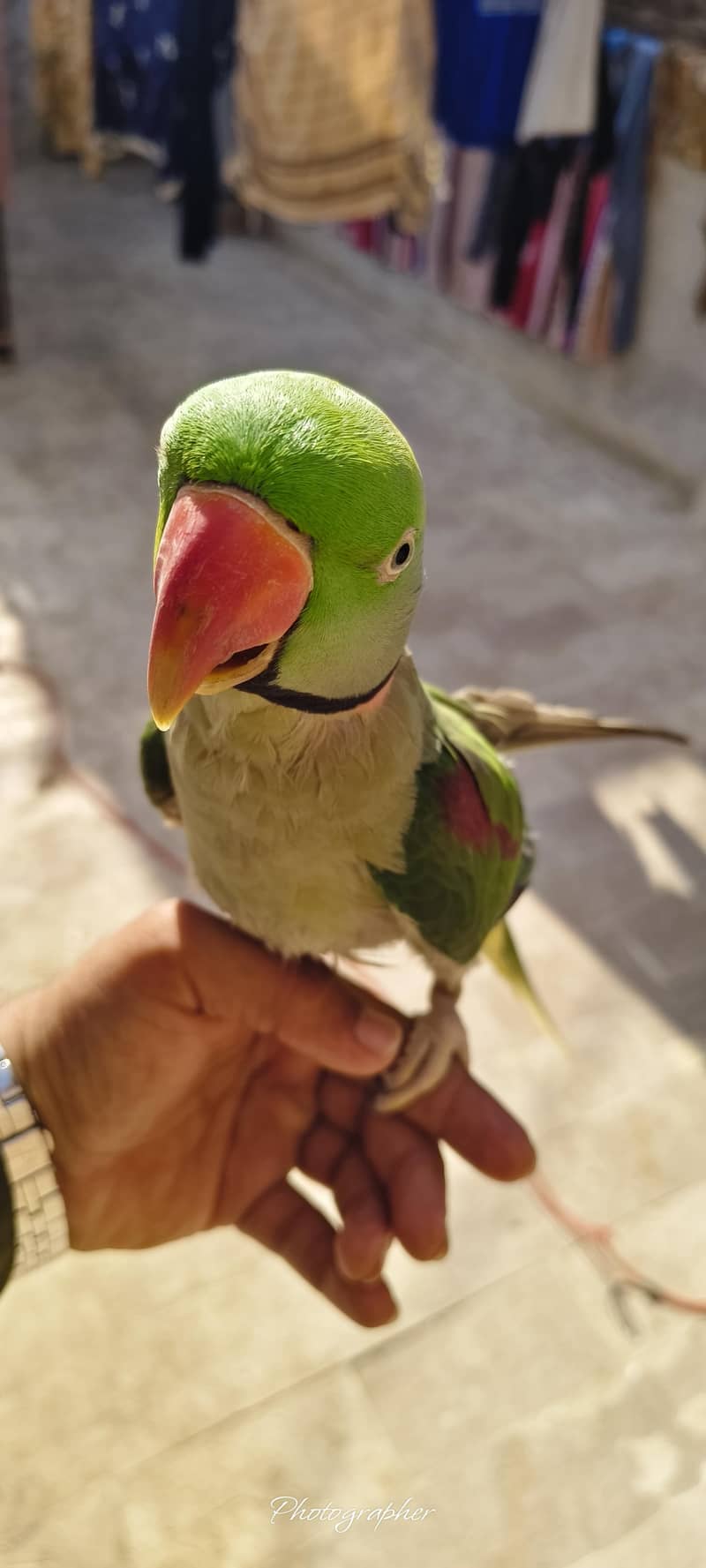 parrot 5
