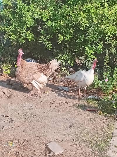 Turkey birds