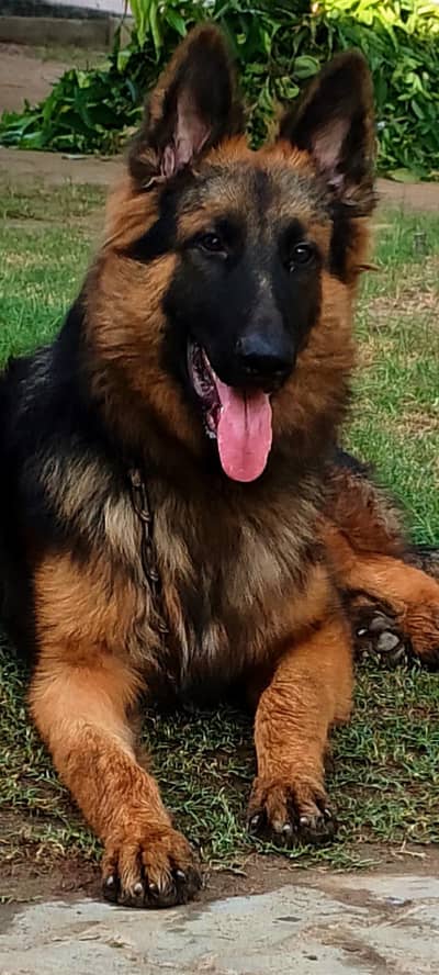 German Shepherd Dog