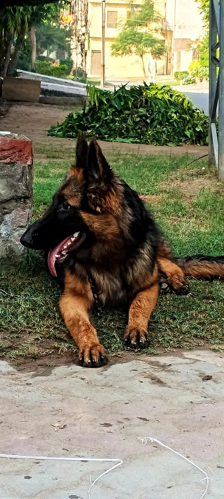 German Shepherd Dog — photo 2