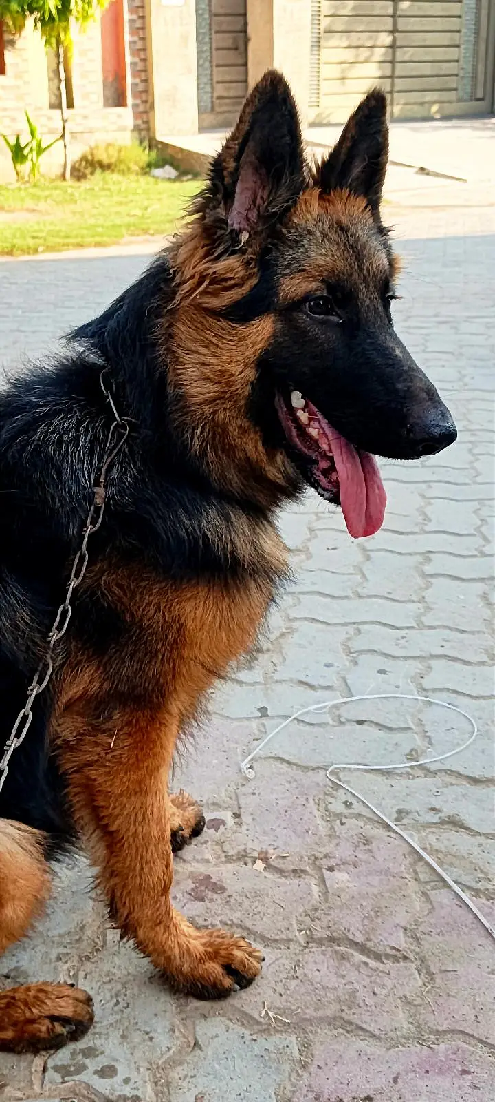 German Shepherd Dog — photo 3