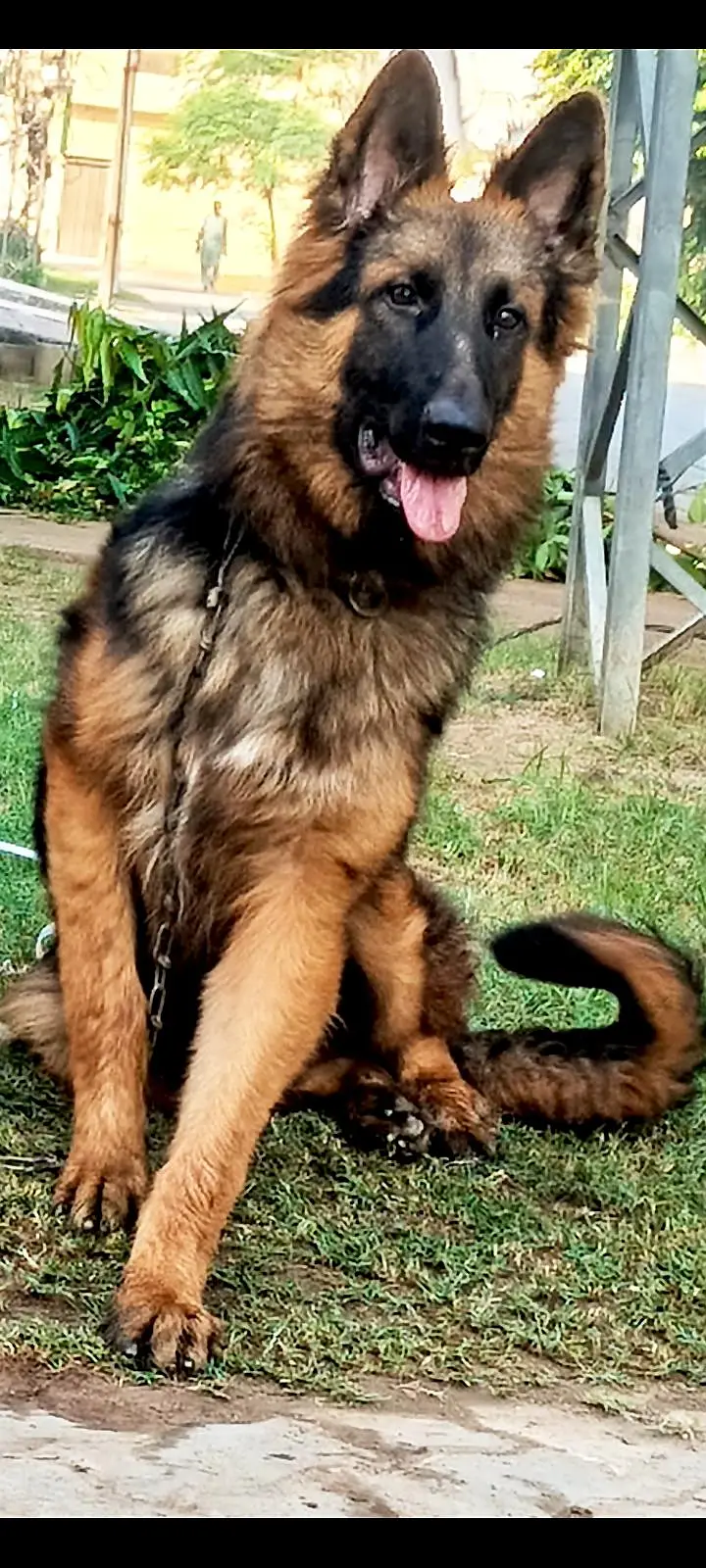 German Shepherd Dog — photo 4