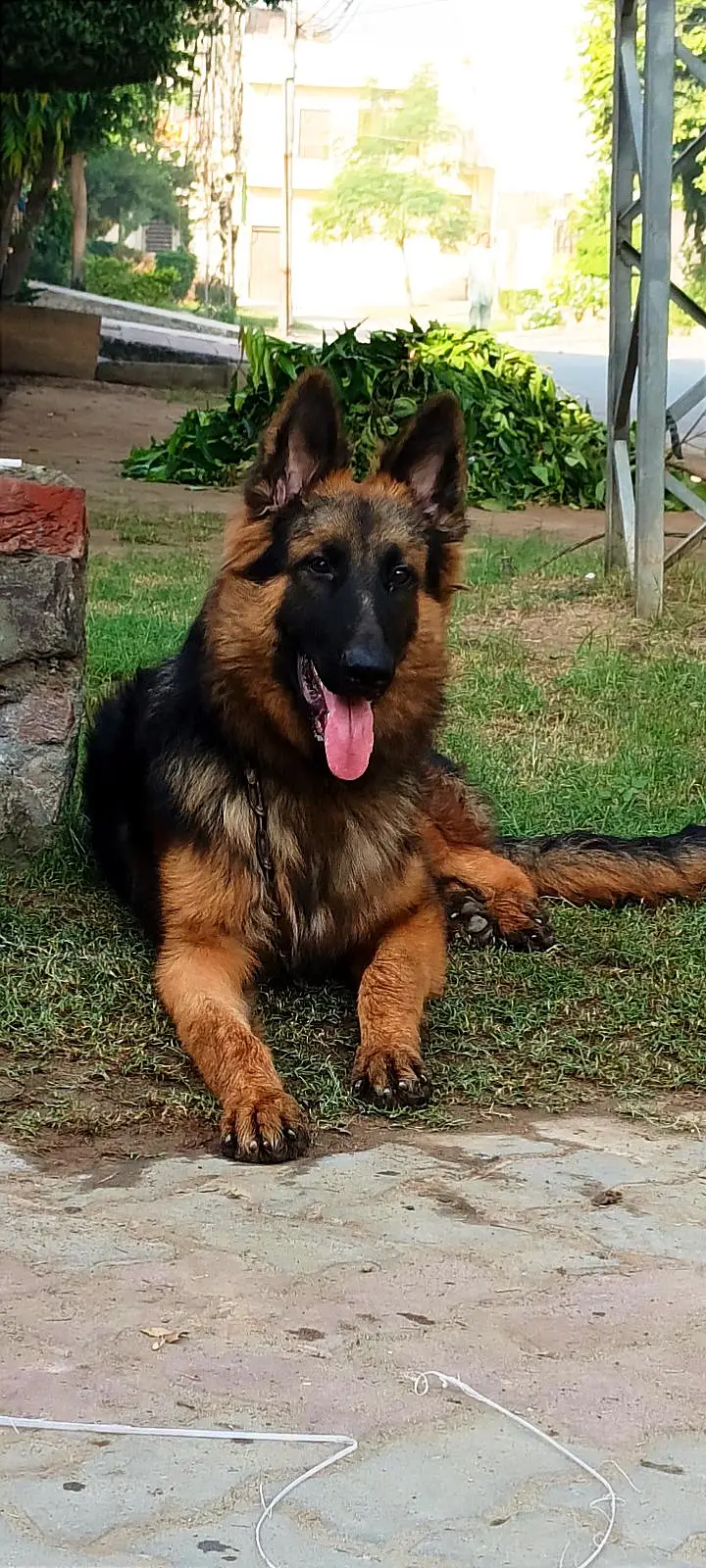 German Shepherd Dog — photo 5