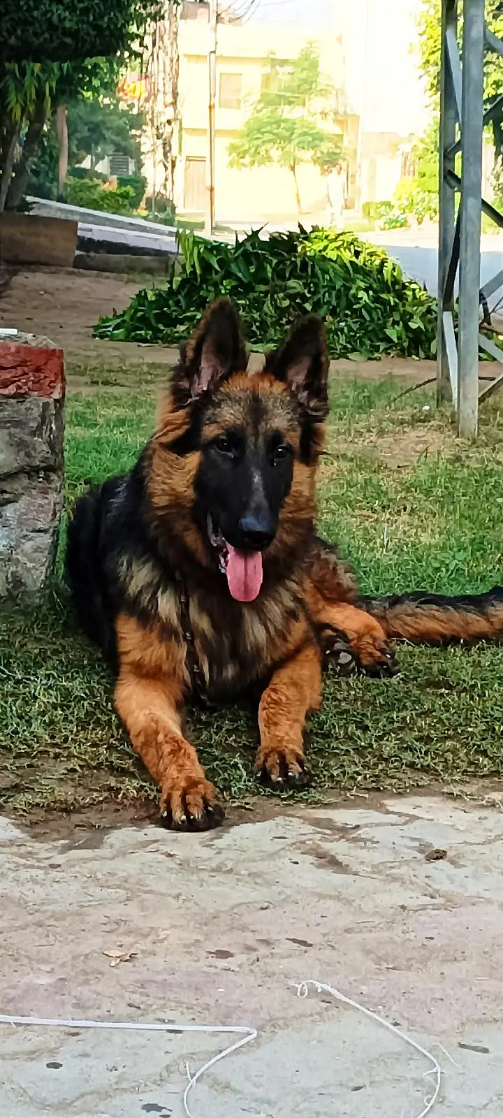 German Shepherd Dog — photo 6