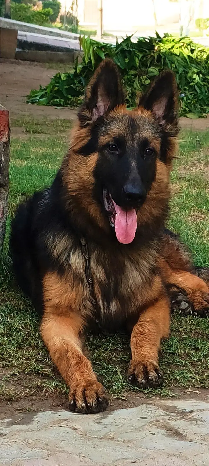 German Shepherd Dog — photo 7