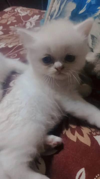 two kittens female Persian