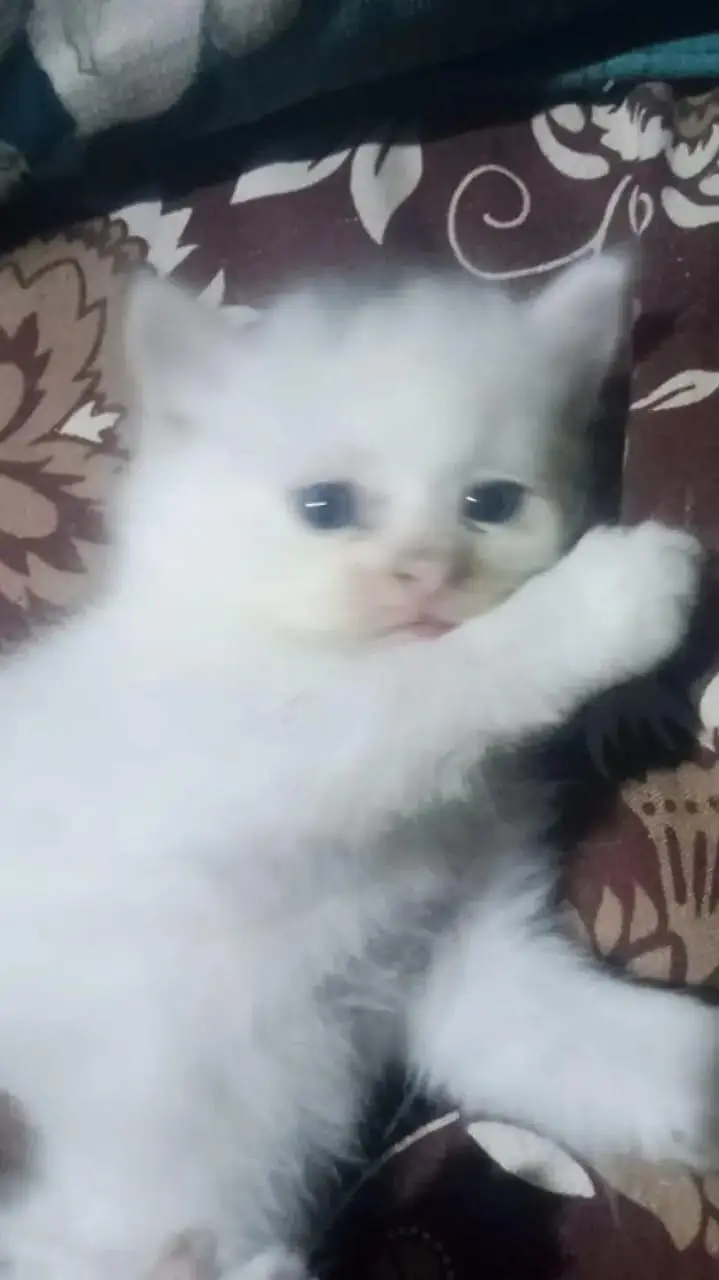 two kittens female Persian — photo 2