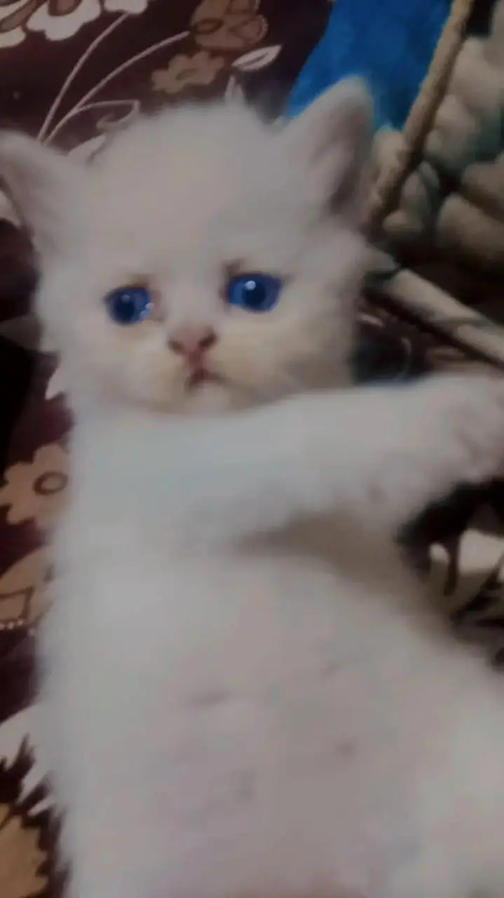 two kittens female Persian — photo 3