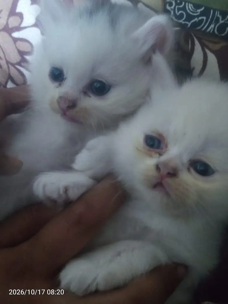 two kittens female Persian — photo 4