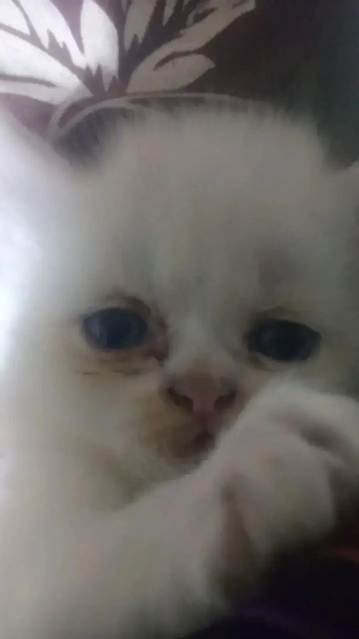 two kittens female Persian — photo 5