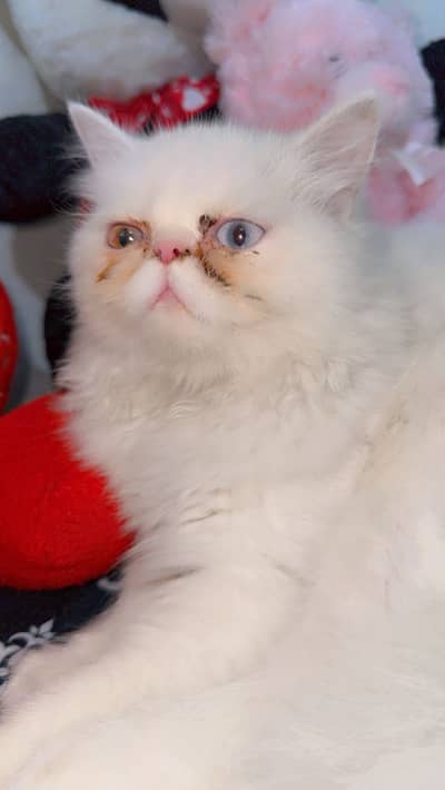 kitten for sale