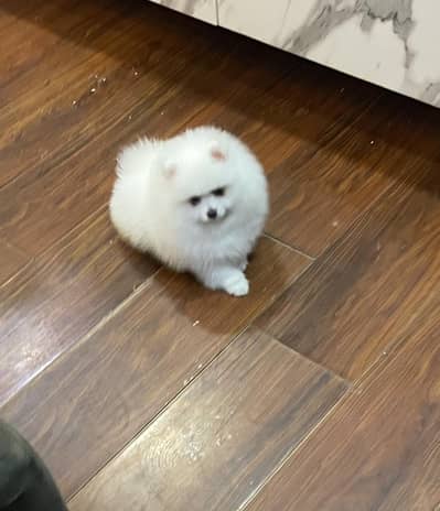 pure miniature Pomeranian pup available